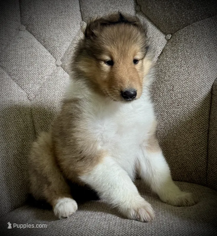 Sandy – Collie puppy for sale in Wilmington, IL
