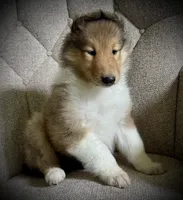 Sandy, a female Collie for sale in Wilmington, IL – 1 of 7
