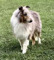 Blue Dragon, a male Collie for sale in Wilmington, IL – 8 of 8