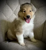 Sandy, a female Collie for sale in Wilmington, IL – 4 of 7