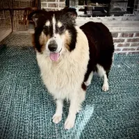Eve, a female Collie for sale in Wilmington, IL – Photo 1 of 3