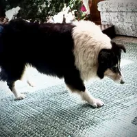 Eve, a female Collie for sale in Wilmington, IL – Photo 2 of 3