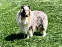 Blue Dragon, a male Collie for sale in Wilmington, IL – Photo 7 of 7