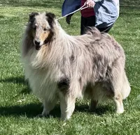 Blue Dragon, a male Collie for sale in Wilmington, IL – Photo 4 of 7