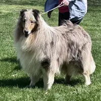 Blue Dragon, a male Collie for sale in Wilmington, IL – Photo 1 of 7