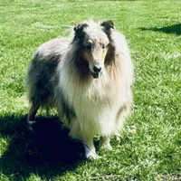 Blue Dragon, a male Collie for sale in Wilmington, IL – Photo 2 of 7