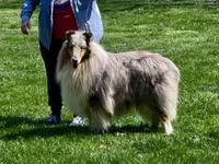 Blue Dragon, a male Collie for sale in Wilmington, IL – Photo 6 of 7