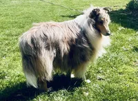 Blue Dragon, a male Collie for sale in Wilmington, IL – Photo 3 of 7