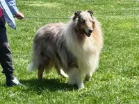 Blue Dragon, a male Collie for sale in Wilmington, IL – Photo 5 of 7