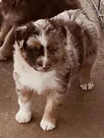 2 RMM  AKC, a male Australian Shepherd for sale in Georgia, GA – 3 of 9