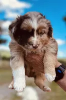 2 RMM  AKC, a male Australian Shepherd for sale in Georgia, GA – 5 of 9