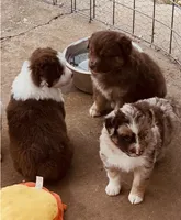 2 RMM  AKC, a male Australian Shepherd for sale in Georgia, GA – 2 of 9