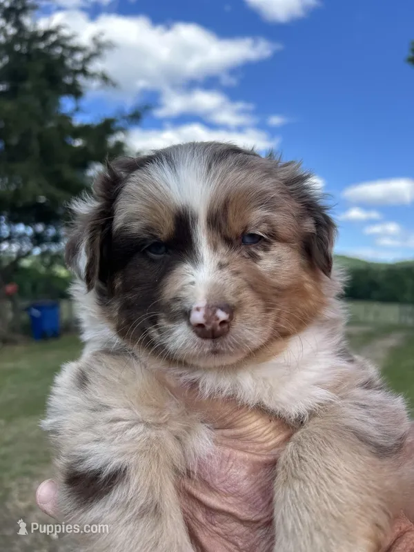 2 – Australian Shepherd puppy for sale in Georgia, GA