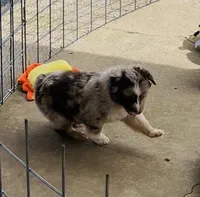 2 RMM  AKC, a male Australian Shepherd for sale in Georgia, GA – 9 of 9