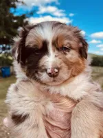 2 RMM  AKC, a male Australian Shepherd for sale in Georgia, GA – 8 of 9