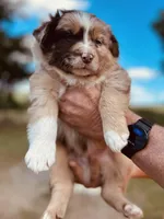 2 RMM  AKC, a male Australian Shepherd for sale in Georgia, GA – 7 of 9