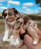 2 RMM  AKC, a male Australian Shepherd for sale in Georgia, GA – 4 of 9