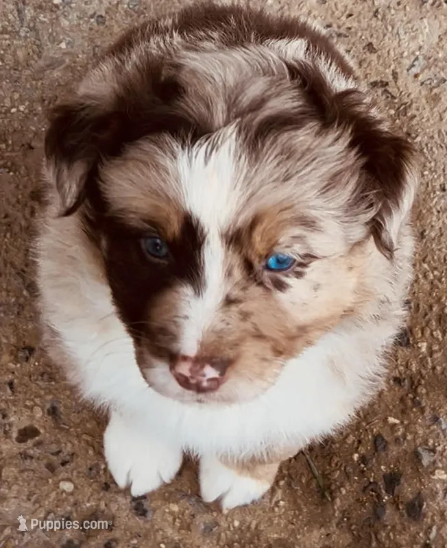 2 RMM  AKC – Australian Shepherd puppy for sale in Georgia, GA
