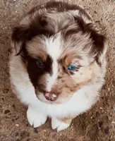 2 RMM  AKC, a male Australian Shepherd for sale in Georgia, GA – 1 of 9