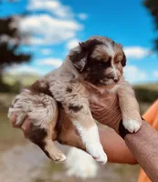 2 RMM  AKC, a male Australian Shepherd for sale in Georgia, GA – 6 of 9