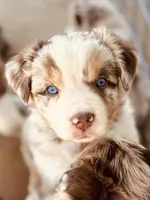 4 RMF  AKC, a female Australian Shepherd for sale in Georgia, GA – 3 of 10