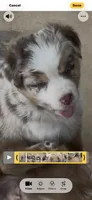 4, a female Australian Shepherd for sale in Georgia, GA – Photo 2 of 2