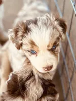 4 RMF  AKC, a female Australian Shepherd for sale in Georgia, GA – 6 of 10