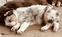 4 RMF  AKC, a female Australian Shepherd for sale in Georgia, GA – 7 of 10