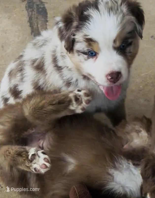 4 – Australian Shepherd puppy for sale in Georgia, GA