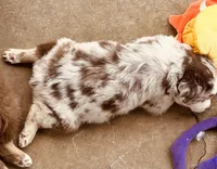 4 RMF  AKC, a female Australian Shepherd for sale in Georgia, GA – 9 of 10