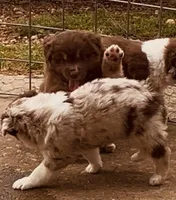 4 RMF  AKC, a female Australian Shepherd for sale in Georgia, GA – 5 of 10