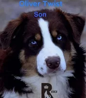 4 RMF  AKC, a female Australian Shepherd for sale in Georgia, GA – 8 of 10