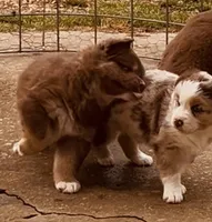 4 RMF  AKC, a female Australian Shepherd for sale in Georgia, GA – 4 of 10