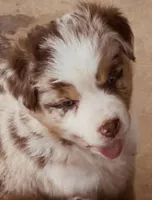 4 RMF  AKC, a female Australian Shepherd for sale in Georgia, GA – 1 of 10