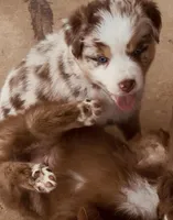 4 RMF  AKC, a female Australian Shepherd for sale in Georgia, GA – 2 of 10