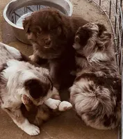 1 RTM AKC, a male Australian Shepherd for sale in Georgia, GA – 5 of 10