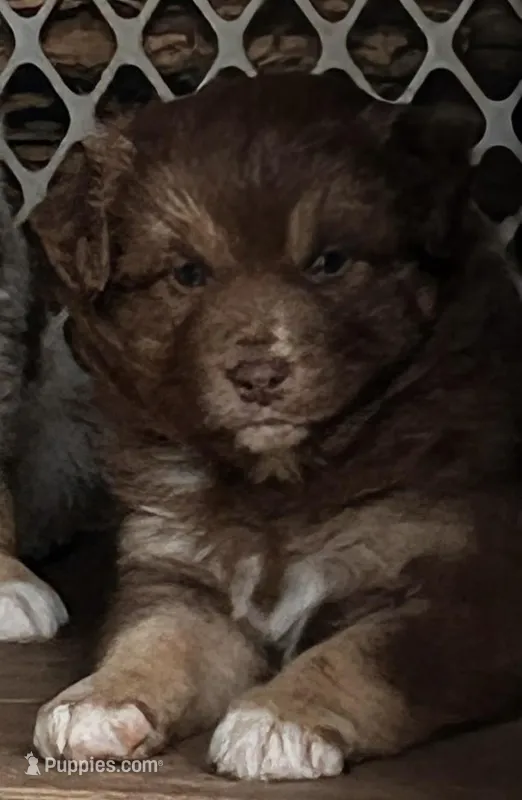 1 RTM AKC – Australian Shepherd puppy for sale in Georgia, GA