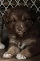 1 RTM AKC, a male Australian Shepherd for sale in Georgia, GA – 1 of 10