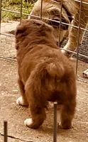 1 RTM AKC, a male Australian Shepherd for sale in Georgia, GA – 6 of 10