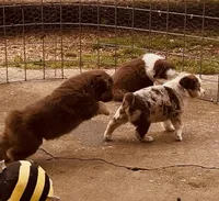 1 RTM AKC, a male Australian Shepherd for sale in Georgia, GA – 8 of 10