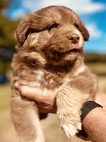 1 RTM AKC, a male Australian Shepherd for sale in Georgia, GA – 2 of 10