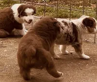 1 RTM AKC, a male Australian Shepherd for sale in Georgia, GA – 7 of 10