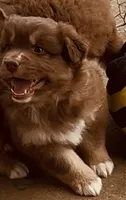 1 RTM AKC, a male Australian Shepherd for sale in Georgia, GA – 3 of 10