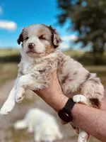 5 RMF AKC, a female Australian Shepherd for sale in Georgia, GA – 4 of 5