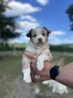 5, a female Australian Shepherd for sale in Georgia, GA – Photo 1 of 2