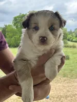 5, a female Australian Shepherd for sale in Georgia, GA – Photo 2 of 2