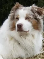 5 RMF AKC, a female Australian Shepherd for sale in Georgia, GA – 1 of 5