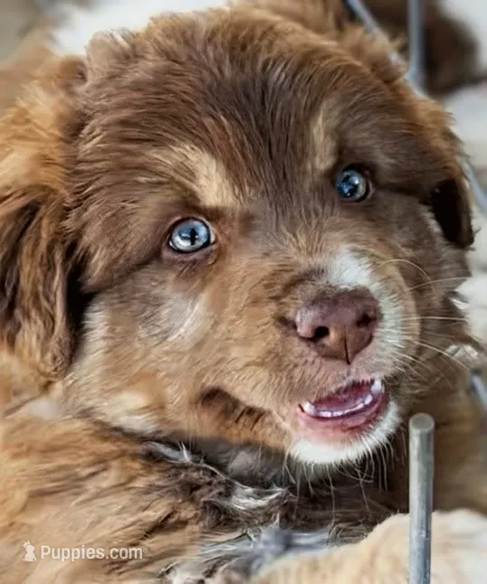 1 RTM AKC – Australian Shepherd puppy on hold in Georgia, GA