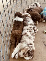 3 RTF  AKC, a female Australian Shepherd for sale in Georgia, GA – 7 of 8