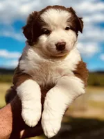 3 RTF  AKC, a female Australian Shepherd for sale in Georgia, GA – 2 of 8